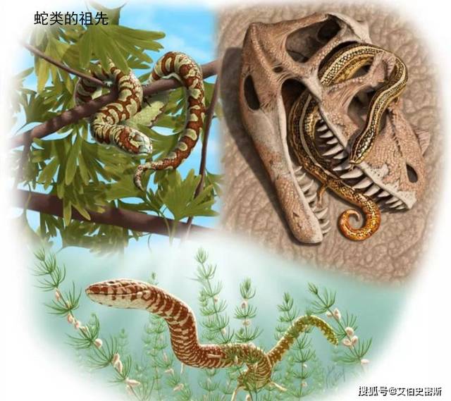 蛇的祖先是什么进化史图片