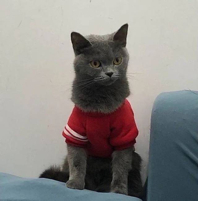 没想到网友给猫穿上衣服后,竟诞生了新品种:长颈猫!