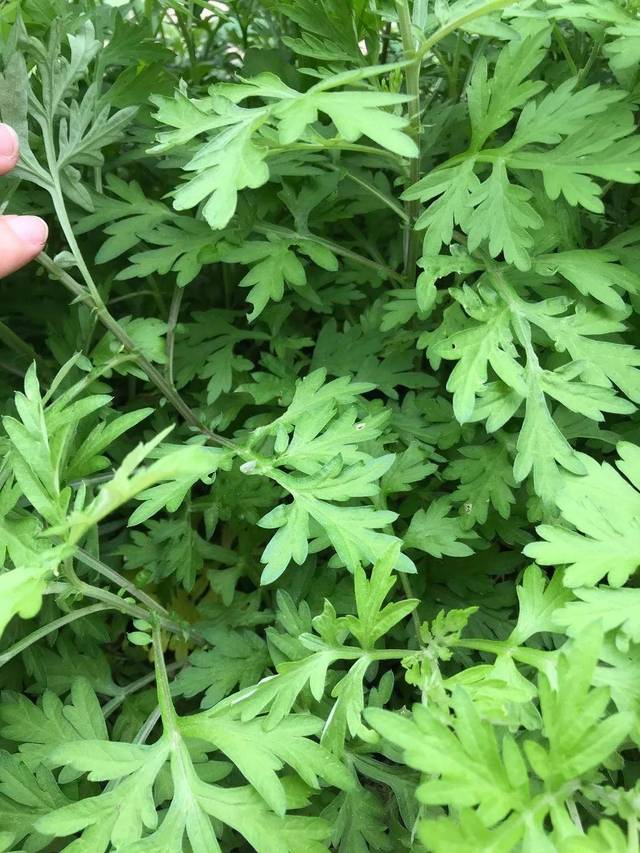 圣茵园奇艾落地生根