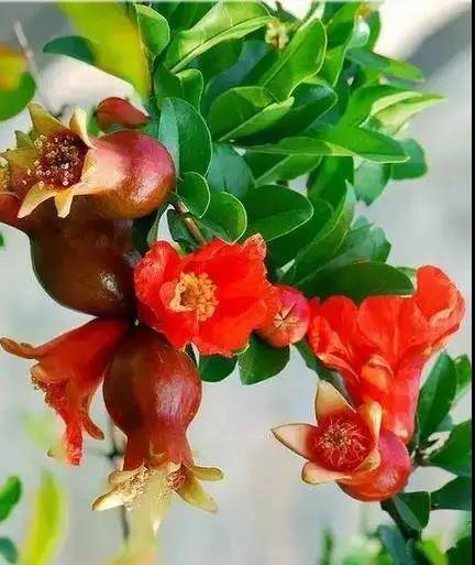 最美水果花开,看得心花怒放