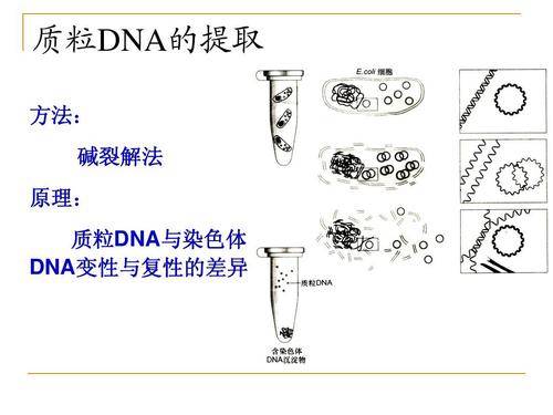 鹼裂解法提取質粒dna的實驗原理和操作步驟