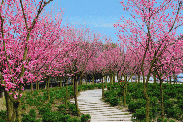 【星连文学社】河南诗人王琦伟:《南阳解封》(中华新韵)_手机搜狐网