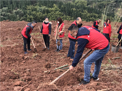 春阳日暖好时节,党员干部种竹忙