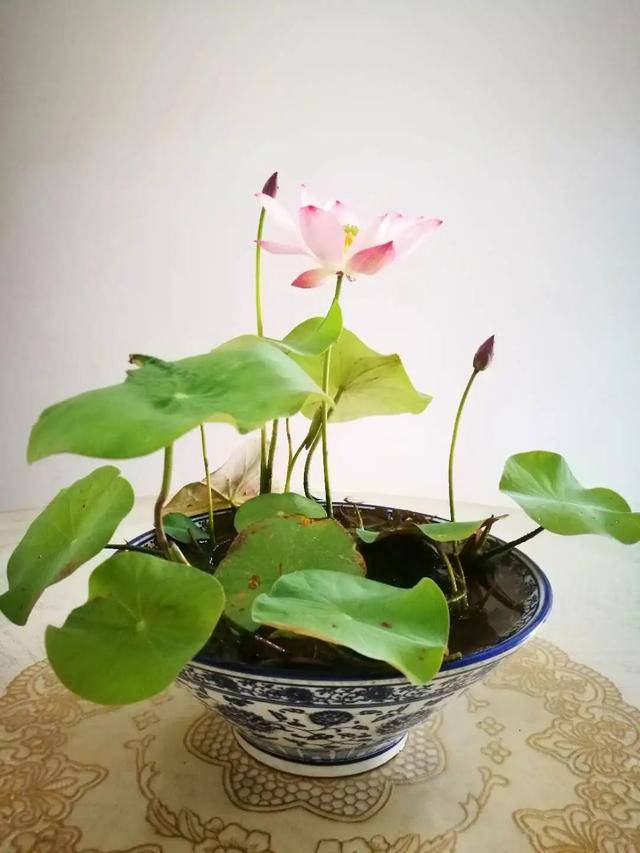 春天种碗莲，简单又好养，鱼缸里爆满花_搜狐网