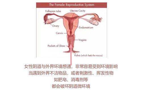 女性阴道微环境与宫颈hpv感染