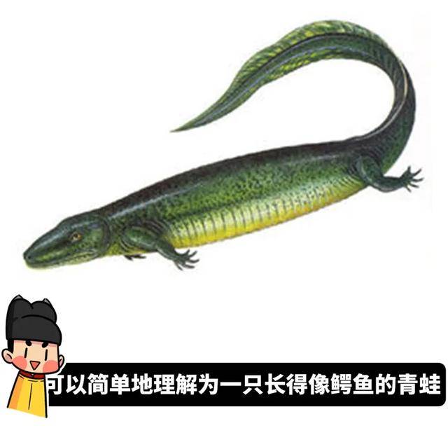 两栖类却在悄悄"招兵买马" 其中就包括当时陆地上最大的动物之一 引螈