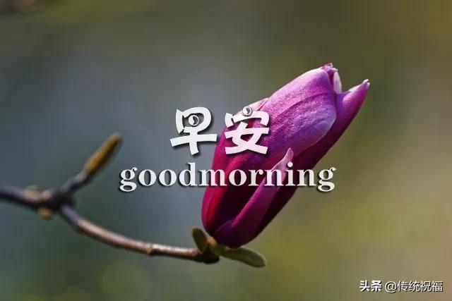 情人节早上好问候语短信大全 新版早上好温馨问候语唯美图片