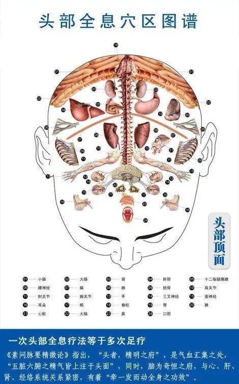 头部的五脏分布图图片