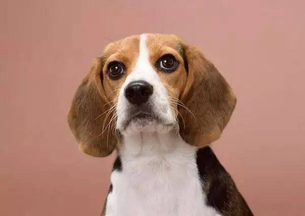 狗狗胡须不止生长在口鼻的两侧,眼睛上方的额头上,下巴上以及上嘴唇上