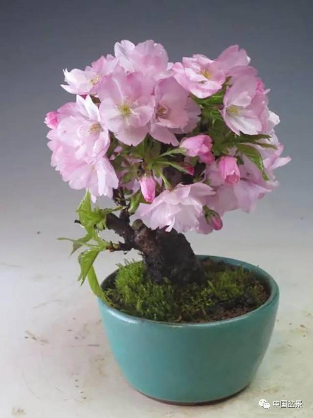 樱花盆景虽少见,但却很美!