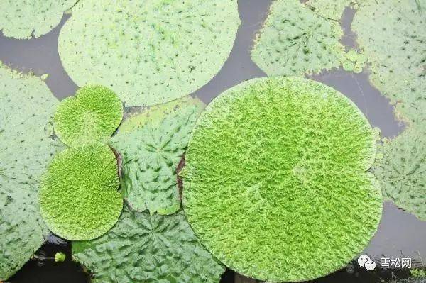 21,芡实(鸡头子)