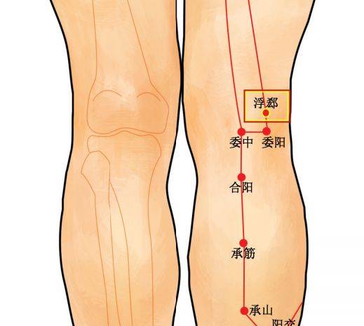 穴位知识 | 十二经脉·足太阳膀胱经之浮郄穴_手机搜狐网