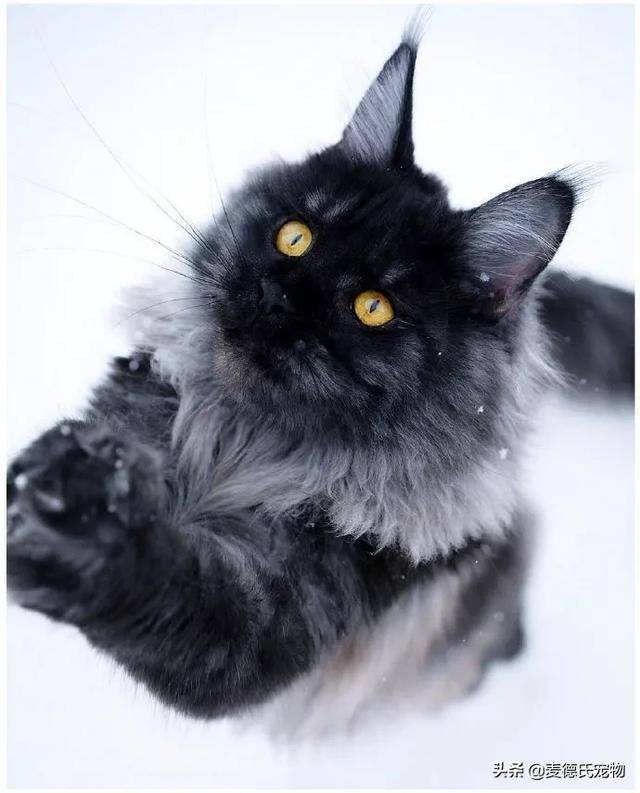 缅因猫到底能长多大?网友:别拿老虎来骗我