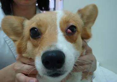 狗狗的眼睛如果出现白色浑浊物,不用怀疑这是狗狗患上白内障的表现