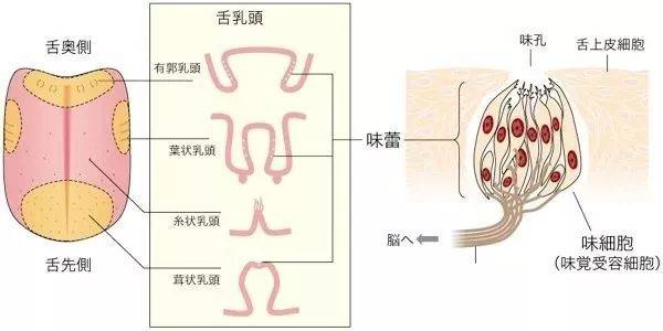 味觉产生图片