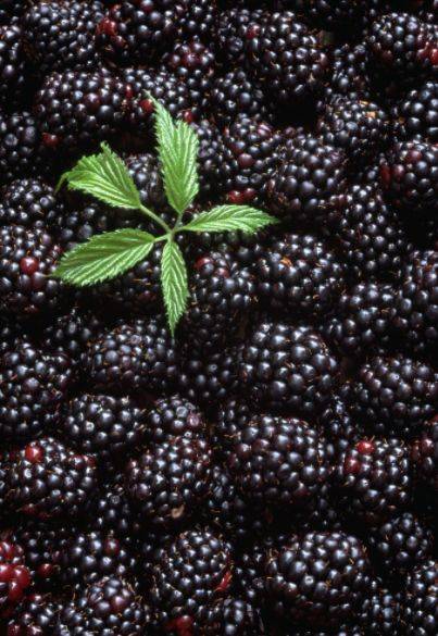 面积至大的桑葚之地,还没进园,就闻到了幽幽果香,沁人心鼻,令人心神