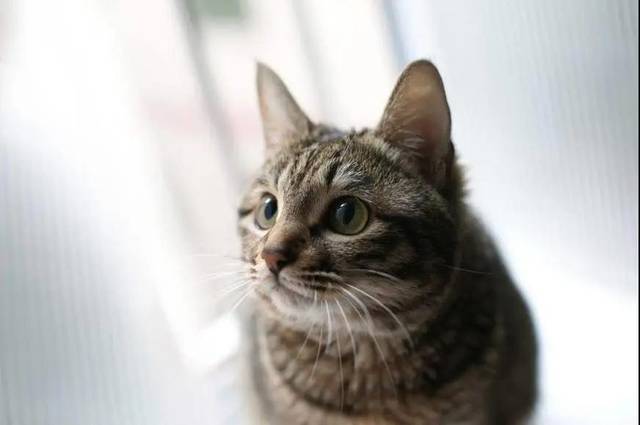 狸花美短傻傻分不清，超全辨别指南请收好！_搜狐网