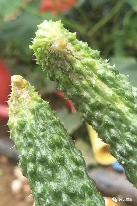 早春黄瓜花皮皴裂怎么办