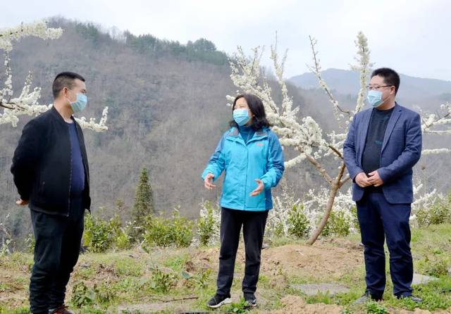 镇巴县委宣传部部长王孝琴到赤南,渔渡检查指导扶贫产业发展等工作
