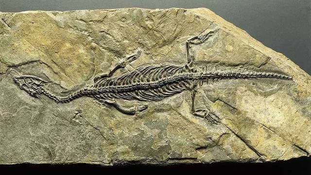 古生物化石的种类图片