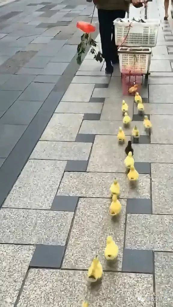 一群小鸭整齐排队走,但是网友表示:中间那只黑的是认真的么