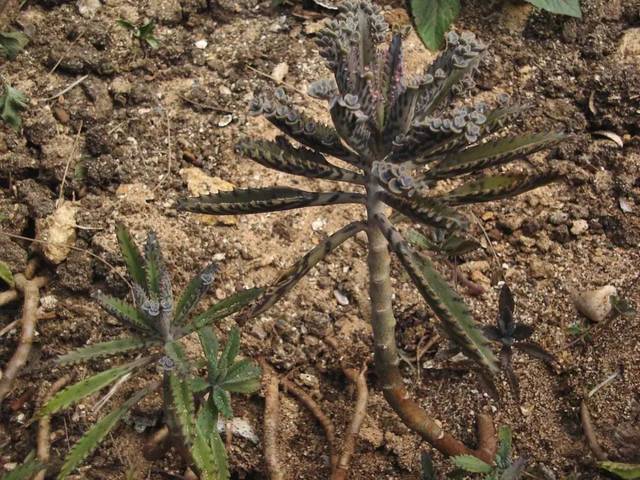 小叶落地生根 k. daigremontianum × delagoense