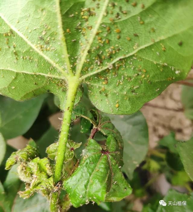 棉花种植技术,你怎么看