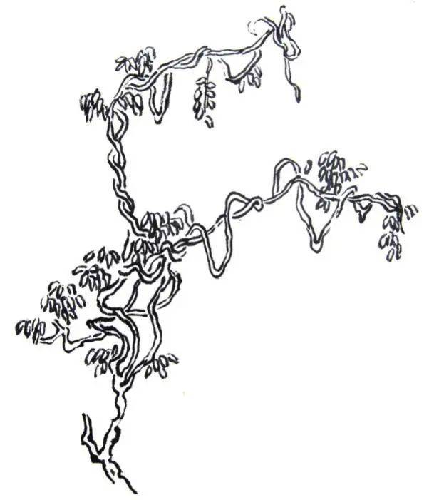 树桩上缠绕的藤蔓绘画图片