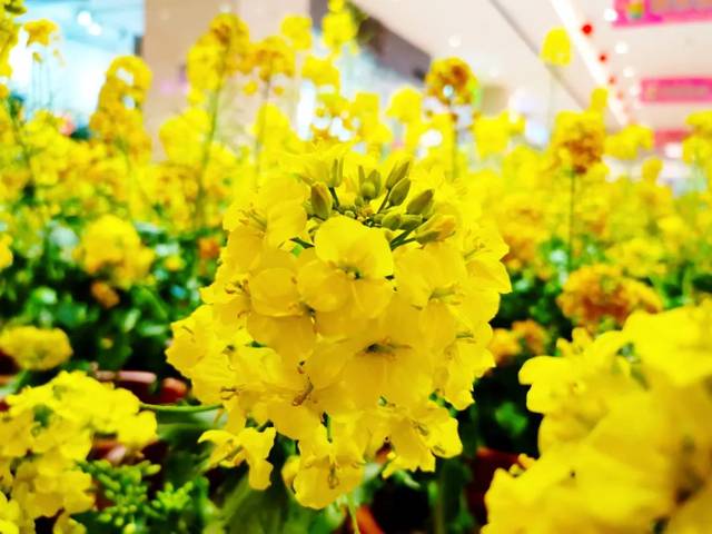 春暖花开品色闻香丨宏帆彩色油菜花展