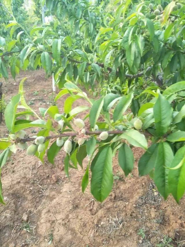 【贛南種植】桃樹花前花後追肥技術!