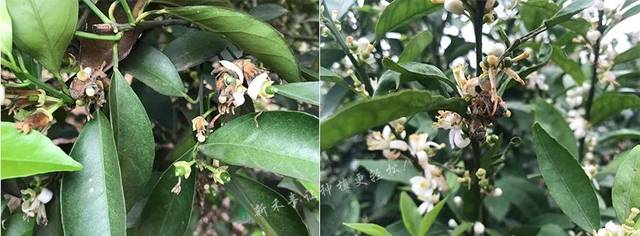 紧急扩散 柑橘花期灰霉病 你该这样防 柑橘花期灰霉病用什么药 名欧网 紧急扩散 柑橘花期灰霉病 你该这样防 柑橘花期灰霉病用什么药 名欧网