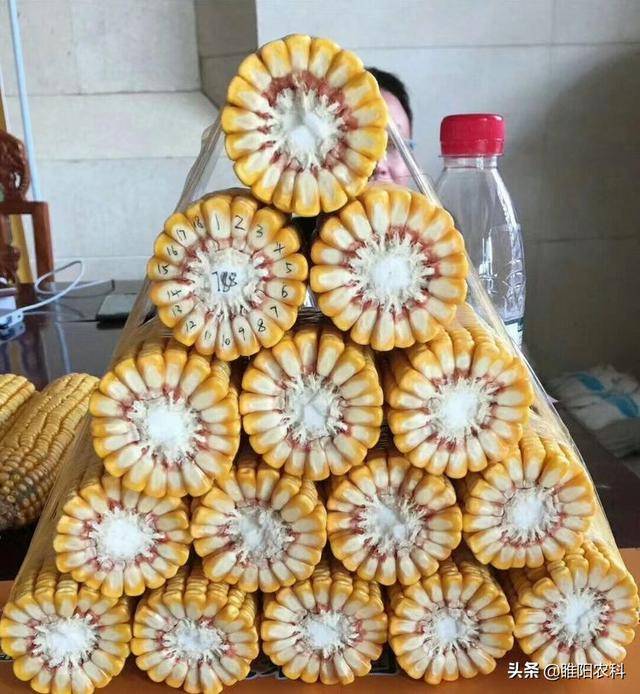 又一个抗倒,大穗玉米新品种通过审定,黄淮海最高亩产20484斤