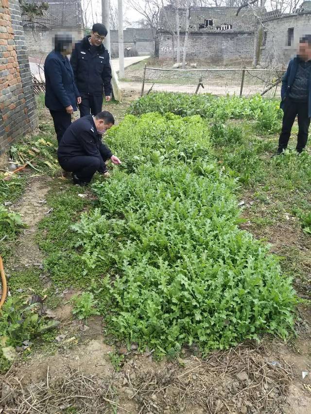 罂粟种植基地图片