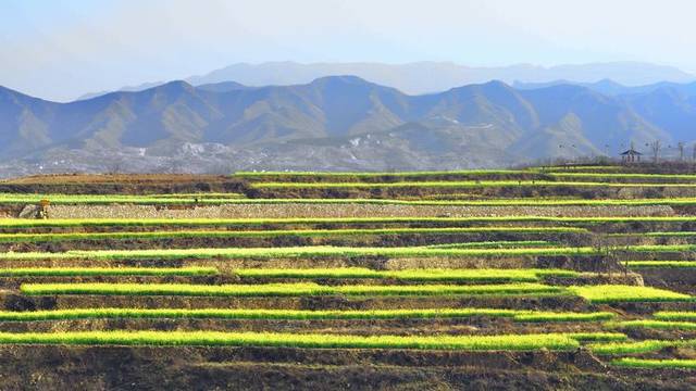 遠看嵩山太室峰 近觀梯田油菜花