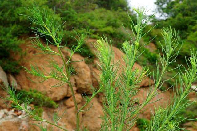 藜科一年生草本植物—猪毛菜就是一种非常典型的"跑路植物.