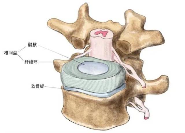 椎间盘结构组成图图片