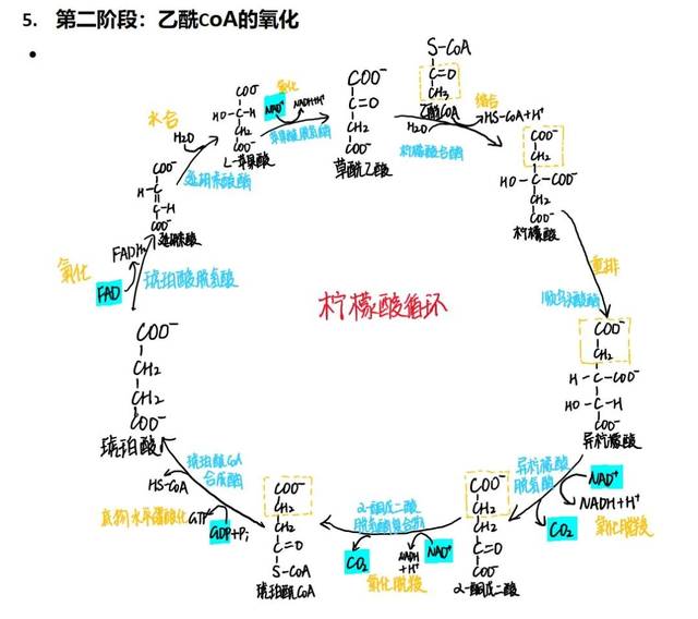 糖酵解十步反应流程图图片