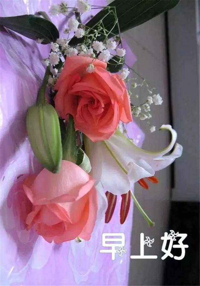 早晨图片鲜花,早晨图片街道_大山谷图库