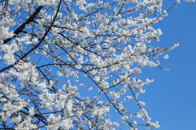 在雪玉山,照样可以赏一场落樱缤纷的樱花雨!