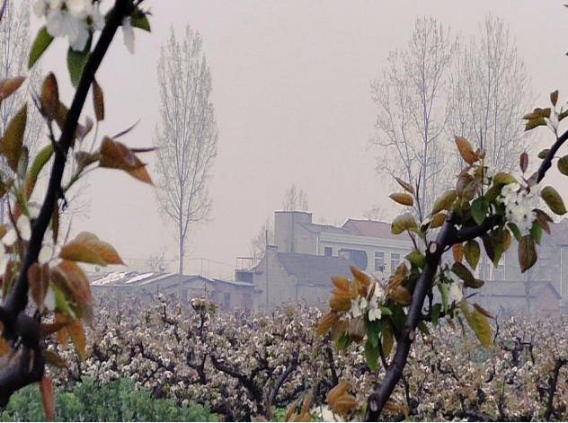 湖北老河口王甫洲数千亩梨花扮靓美丽乡村