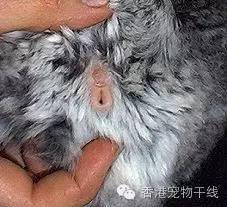 龙猫是公还是母?你还分不清吗?