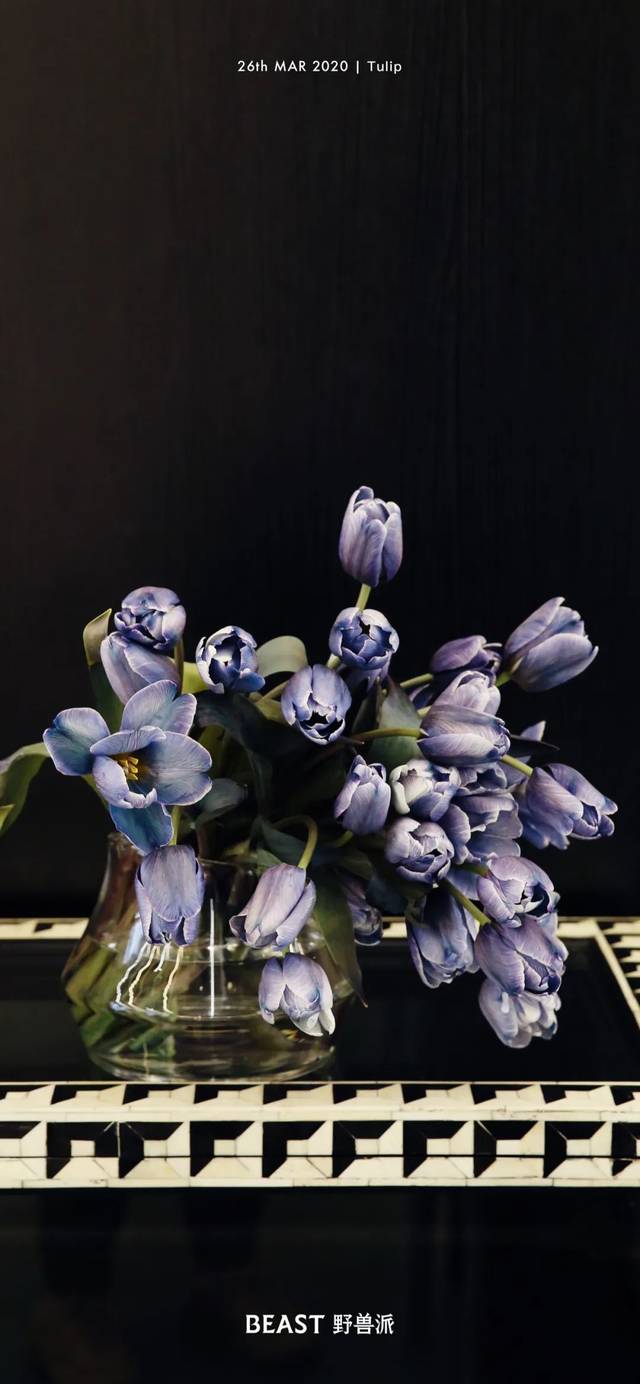 荷兰郁金香销毁数百万，这束请珍惜_搜狐网