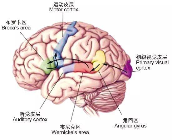 布罗卡氏区图片