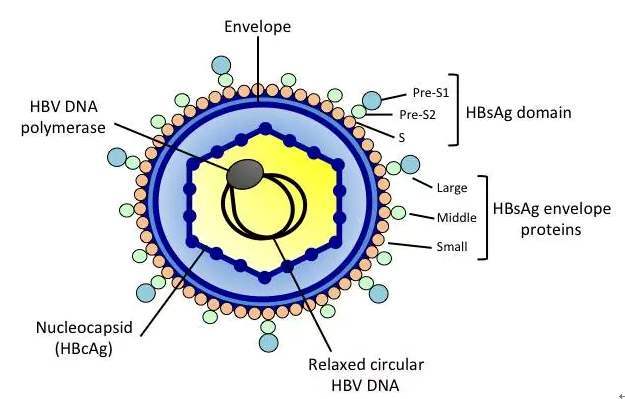 乙肝病毒结构图片