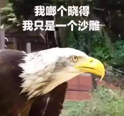 要被你们这帮 哈搓搓乱扯?