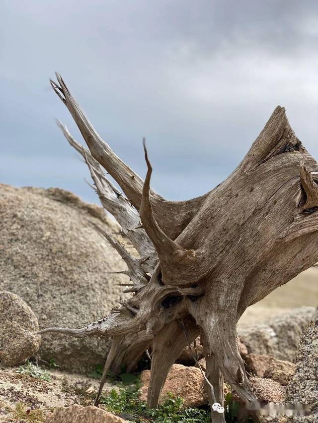 马德里郊外一个水库边的沙滩上随处可见的枯树根,可以