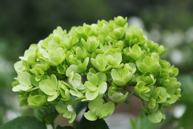 木绣球(绣球荚蒾) 袁春华摄欧洲荚蒾 袁春华摄阔叶荚蒾 袁春华摄