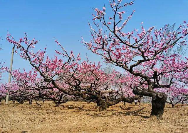 人间三月天,洛阳桃花之乡,孟津送庄镇负图村