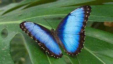 蝶画 蓝闪蝶 蓝闪蝶_百度百科