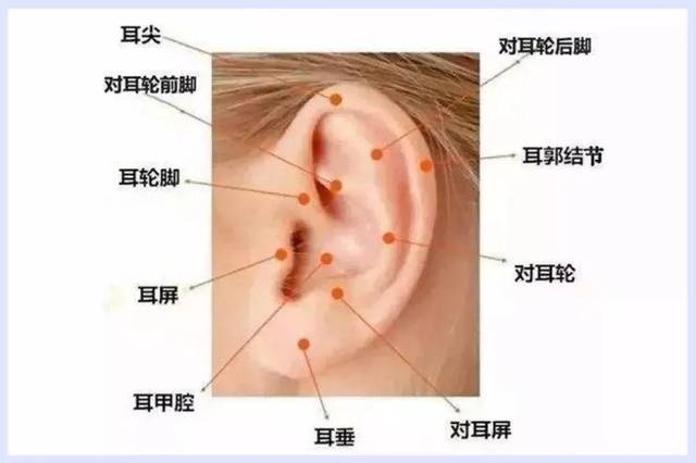 耳饰结构图解图片